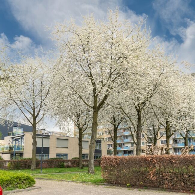 45_Zomergemstraat 14 Breda via Willemars Wonen (5)